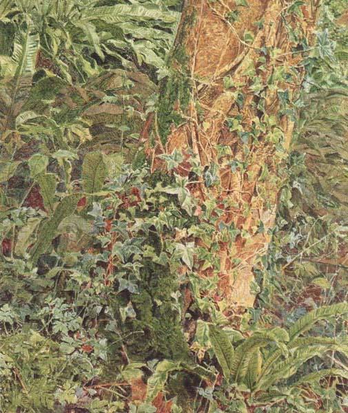 Albert Joseph Moore,ARWS Study of an Ash Trunk (mk46) oil painting image